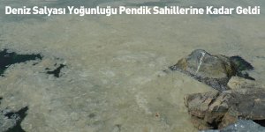 Deniz Salyası Yoğunluğu Pendik Sahillerine Kadar Geldi