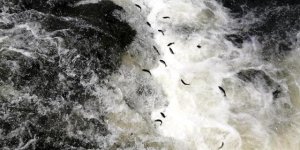 İnci Kefali Göçü Öncesi Tedbirler Arttırıldı