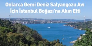 Onlarca Gemi Deniz Salyangozu Avı İçin İstanbul Boğazı'na Akın Etti