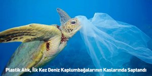 Plastik Atık, İlk Kez Deniz Kaplumbağalarının Kaslarında Saptandı