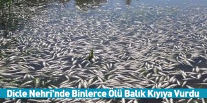 Dicle Nehri'nde Binlerce Ölü Balık Kıyıya Vurdu