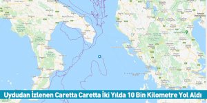 Uydudan İzlenen Caretta Caretta İki Yılda 10 Bin Kilometre Yol Aldı