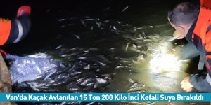 Van'da Kaçak Avlanılan 15 Ton 200 Kilo İnci Kefali Suya Bırakıldı