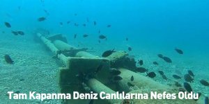 Tam Kapanma Deniz Canlılarına Nefes Oldu