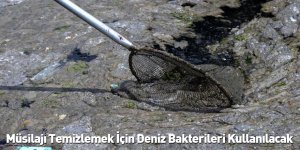 Müsilajı Temizlemek İçin Deniz Bakterileri Kullanılacak