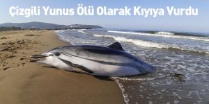 Çizgili Yunus Ölü Olarak Kıyıya Vurdu