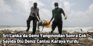 Sri Lanka'da Gemi Yangınından Sonra Çok Sayıda Ölü Deniz Canlısı Karaya Vurdu