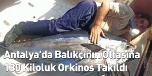 Antalya'da Balıkçının Oltasına 130 Kiloluk Orkinos Takıldı