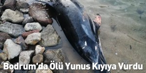 Bodrum'da Ölü Yunus Kıyıya Vurdu