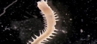 Ege ve Akdeniz'de 2 yeni canlı türü bulundu