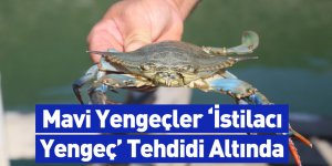 Mavi Yengeçler ‘İstilacı Yengeç’ Tehdidi Altında