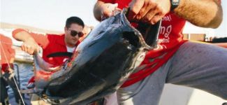 Alaçatı Uluslararası Balık Avı Turnuvası başladı