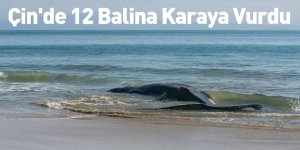 Çin'de 12 Balina Karaya Vurdu