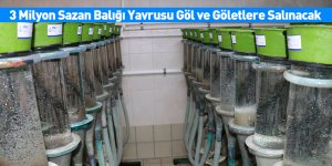 3 Milyon Sazan Balığı Yavrusu Göl ve Göletlere Salınacak