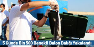 5 Günde Bin 500 Benekli Balon Balığı Yakalandı
