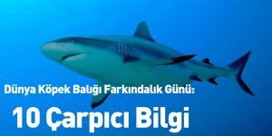 Dünya Köpek Balığı Farkındalık Günü: 10 Çarpıcı Bilgi