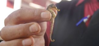 Hamsinin içinden denizatı çıktı