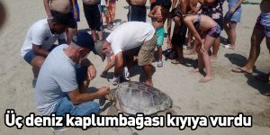 Üç deniz kaplumbağası kıyıya vurdu