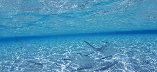 Ünlüler ‘temiz deniz’ için kamera karşısında