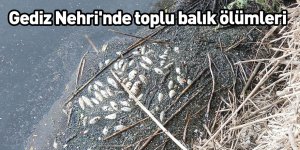 Gediz Nehri'nde toplu balık ölümleri
