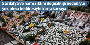 Sardalya ve hamsi iklim değişikliği nedeniyle yok olma tehlikesiyle karşı karşıya
