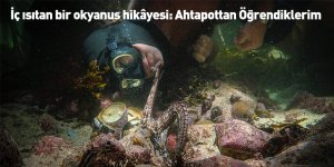 İç ısıtan bir okyanus hikâyesi: Ahtapottan Öğrendiklerim 