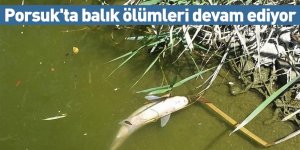 Porsuk'ta balık ölümleri devam ediyor