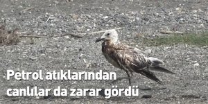 Petrol atıklarından canlılar da zarar gördü