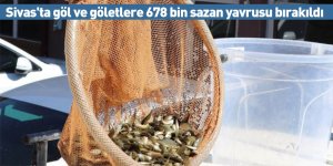 Sivas'ta göl ve göletlere 678 bin sazan yavrusu bırakıldı