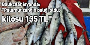 Balıkçılar isyanda: "Palamut zengin balığı oldu, kilosu 135 TL"
