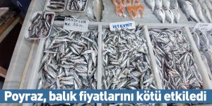 Poyraz, balık fiyatlarını kötü etkiledi