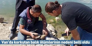 Van’da korkutan balık ölümlerinin nedeni belli oldu