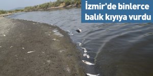 İzmir'de binlerce balık kıyıya vurdu