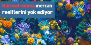 Küresel ısınma mercan resiflerini yok ediyor