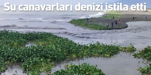 Su canavarları denizi istila etti