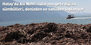 Hatay'da Asi Nehri sularının getirdiği su sümbülleri, denizden ve sahilden toplanıyor