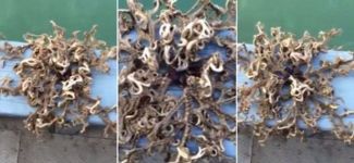 100 kollu deniz canlısı