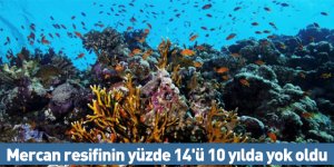 Mercan resifinin yüzde 14'ü 10 yılda yok oldu
