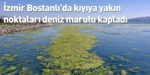 İzmir Bostanlı'da kıyıya yakın noktaları deniz marulu kapladı