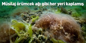 Müsilaj örümcek ağı gibi her yeri kaplamış