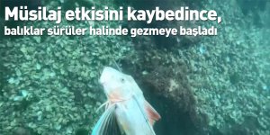 Müsilaj etkisini kaybedince, balıklar sürüler halinde gezmeye başladı