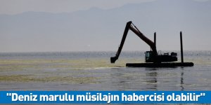 "Deniz marulu müsilajın habercisi olabilir"