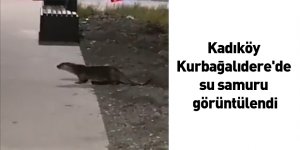 Kadıköy Kurbağalıdere'de su samuru görüntülendi