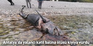 Antalya’da yalancı katil balina ölüsü kıyıya vurdu