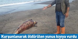 Kurşunlanarak öldürülen yunus kıyıya vurdu