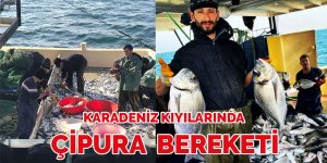Karadeniz kıyılarında yıllar sonra çipura bereketi