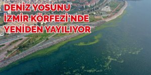 Deniz yosunu İzmir Körfezi'nde yeniden yayılıyor
