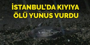 İstanbul Yeşilköy'de kıyıya ölü yunus vurdu