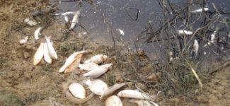 Şüpheli balık ölümleri korkuttu