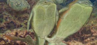 Seks yapan balık türü bulundu